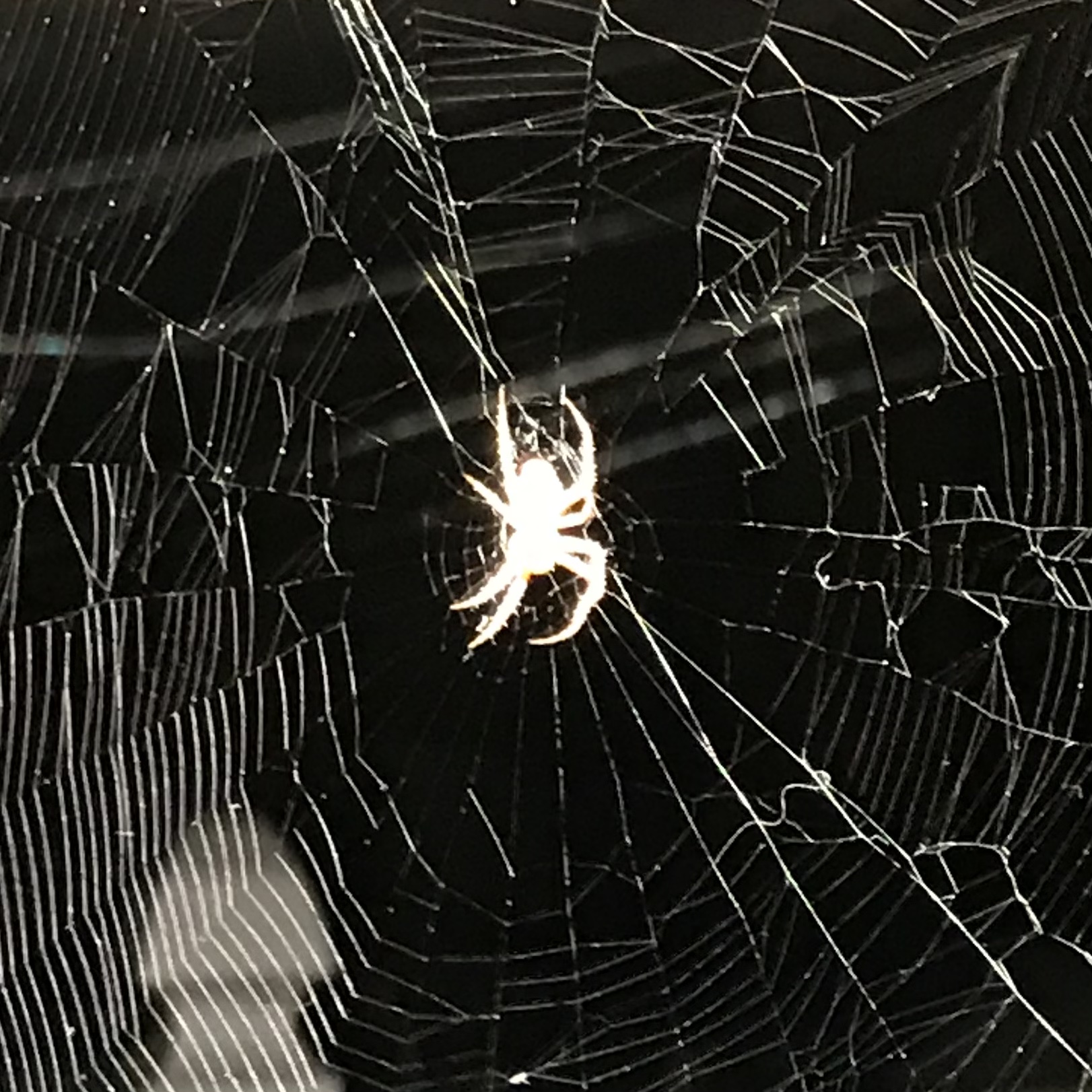 A Spider in its Web
