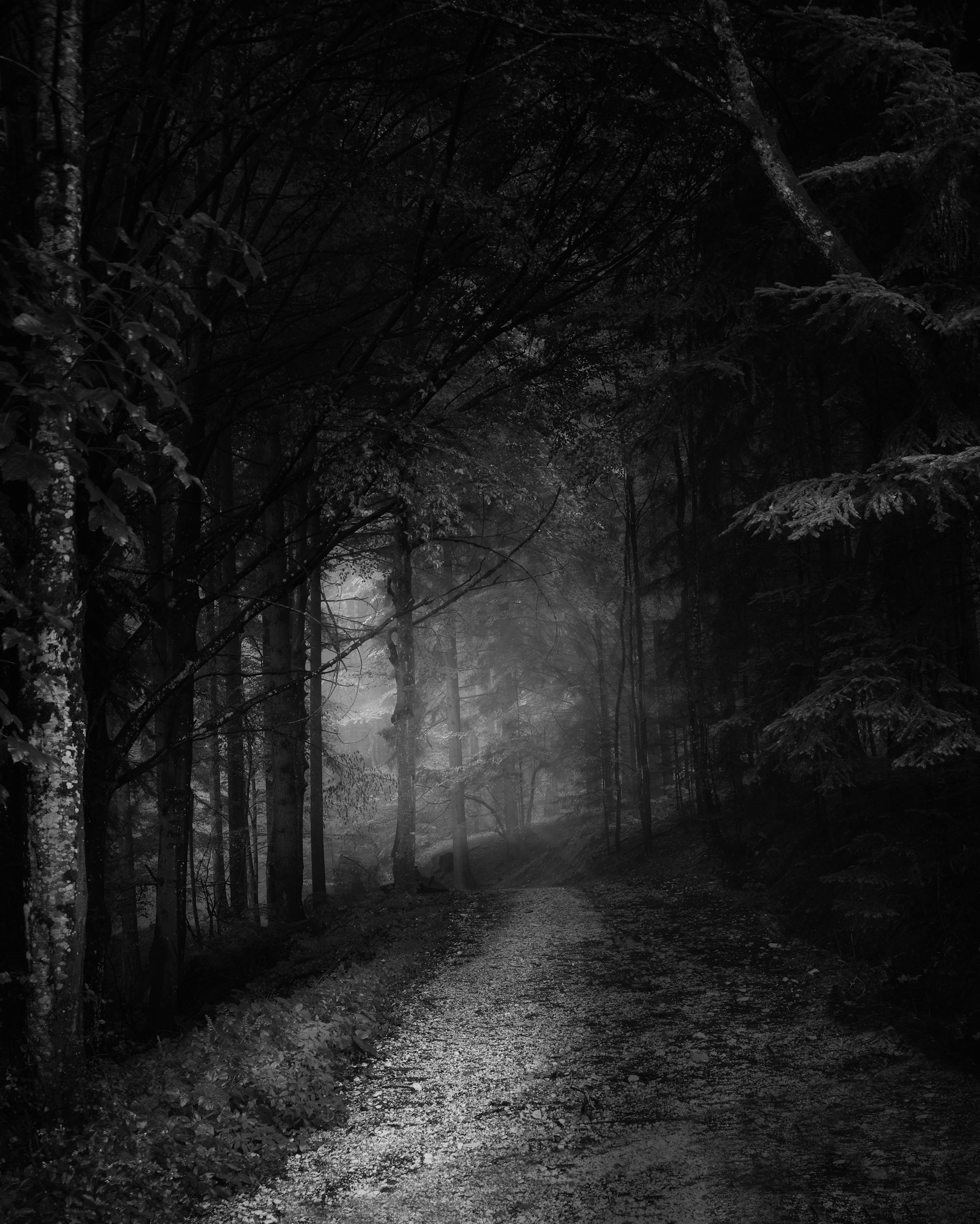 Dark Woods Black and White