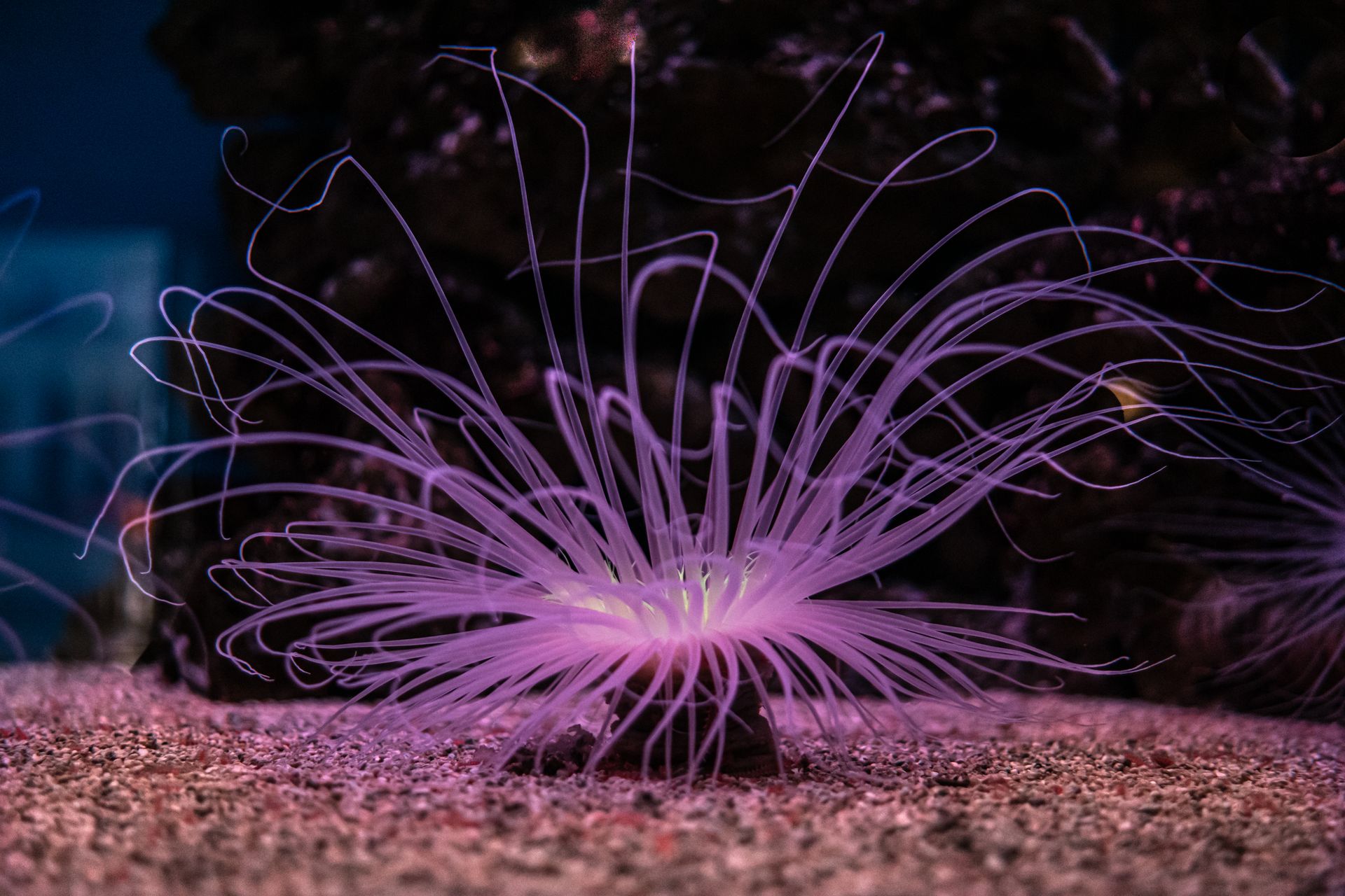 Deep Sea