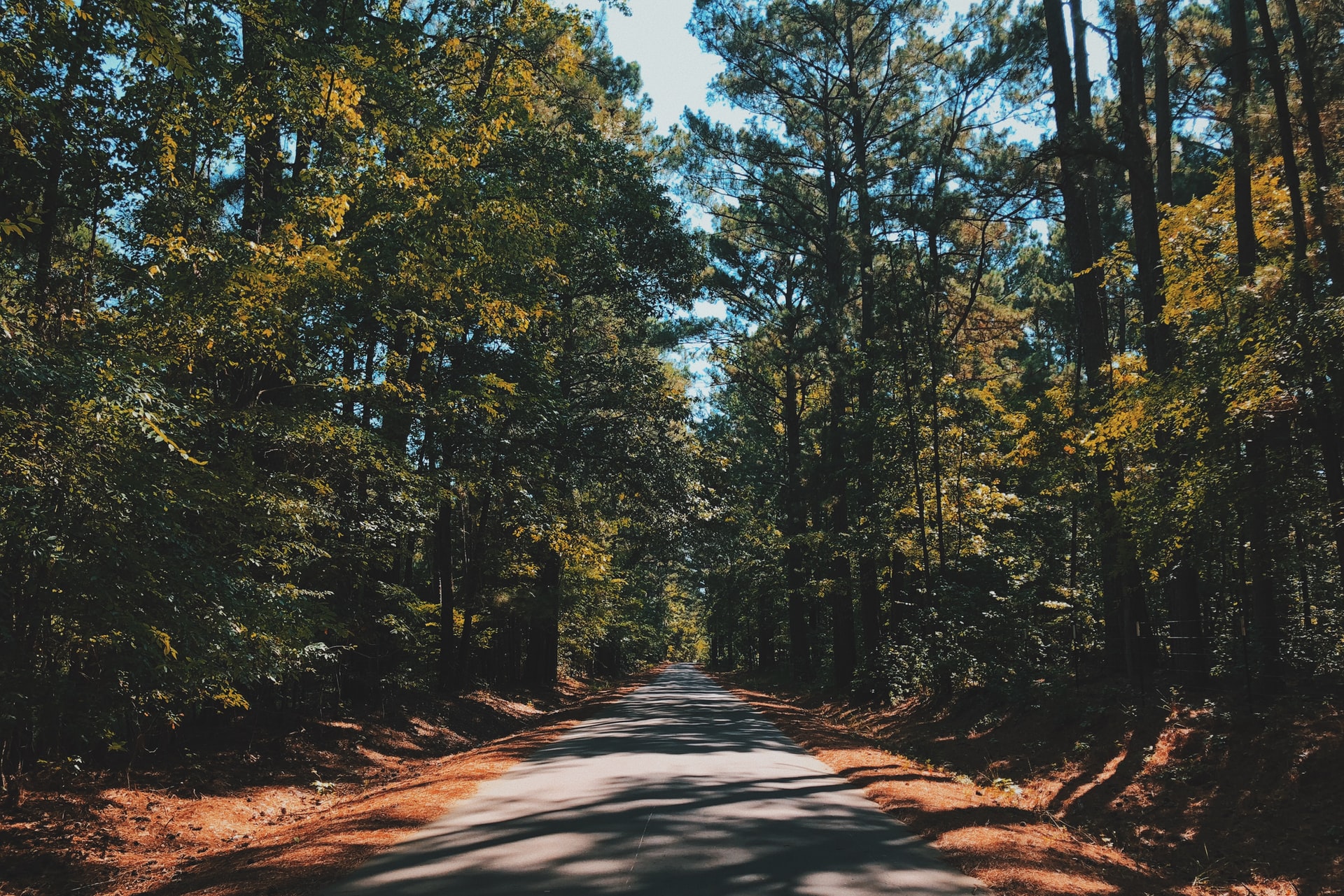 Foresta del Texas orientale