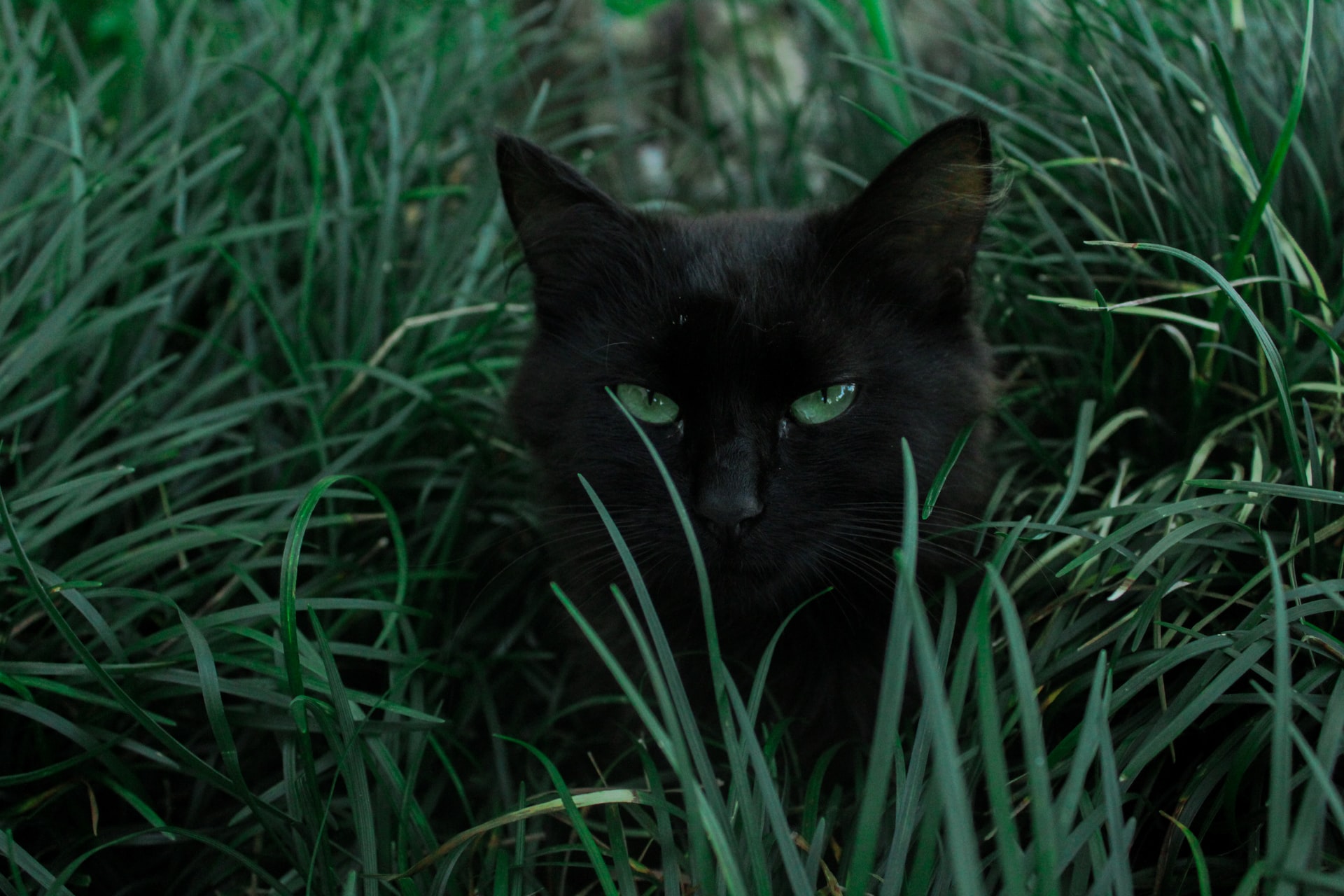 Elusive Black Cat