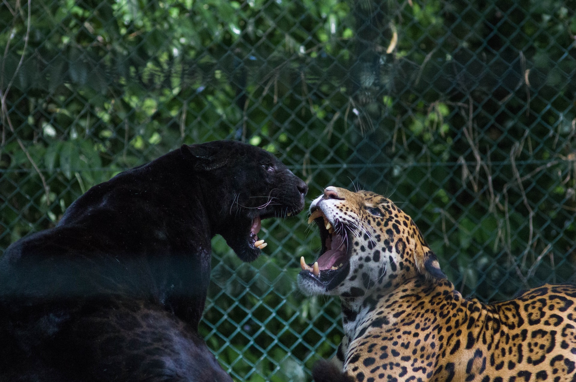 ジャガーとヒョウ